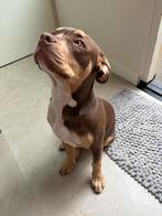 Lieve tri collor bully xl zoekt gouden mandje, 15 weken tot 1 jaar, CDV (hondenziekte), Teef, Bulldog