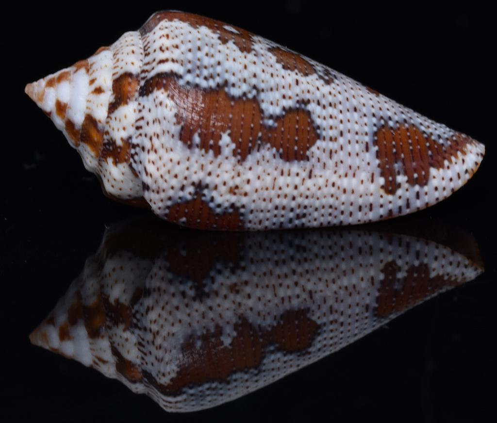 Schelpen: Conus curassaviensis 30,6mm (F+++) blauwkleurig, Verzamelen, Mineralen en Fossielen, Ophalen of Verzenden, Schelp(en)