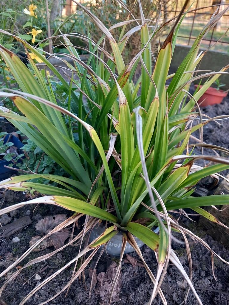 Carex / Grassen , 5 verschillende soorten, Ophalen, Overige soorten, Volle zon