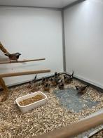 Spitsstaart Amadines, Dieren en Toebehoren, Meerdere dieren, Tropenvogel, Geringd