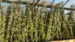 Hedera Goldchild  en Hibernica 20/40 t/m 200/225 cm, Ophalen, Overige soorten, 100 tot 250 cm