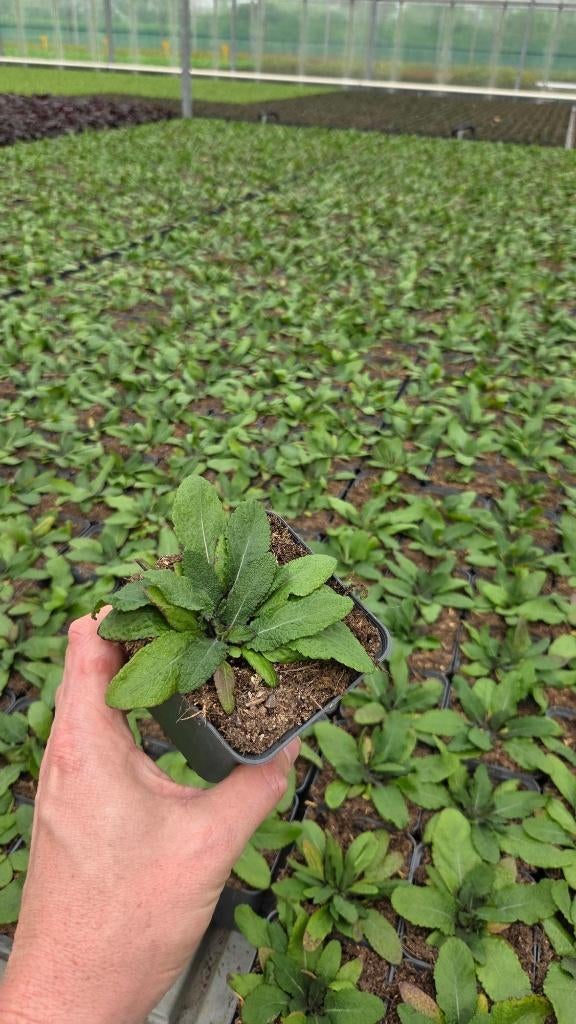 Salvia nem Deep Blue - Bossalie - Salie - Vaste plant, Overige soorten, Volle zon, Vaste plant, Ophalen of Verzenden