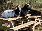 Twee lieve tamme dwerggeitjes dwerg geitjes, Dieren en Toebehoren, Vrouwelijk, Geit