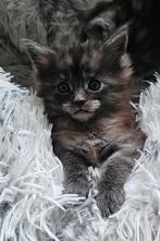 Maine coon kitten raszuiver, Dieren en Toebehoren, Katten en Kittens | Raskatten | Langhaar