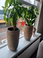 Twee beige vazen, Ophalen, Overige materialen, Overige kleuren, Zo goed als nieuw