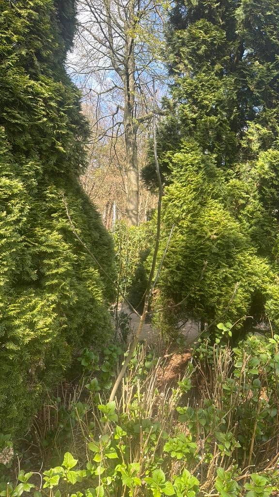 Walnoot eigen tuin 225 cm, Ophalen of Verzenden, Overige soorten, 100 tot 250 cm