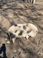 Mini varken. Gratis afhalen., Vrouwelijk, Varken, 3 tot 5 jaar