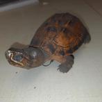Kleine opgezette taxidermie schildpad, Verzamelen, Ophalen of Verzenden, Gebruikt, Opgezet dier