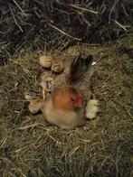 7 prachtige kuikens van kleine krielkip., Dieren en Toebehoren, Pluimvee, Geslacht onbekend, Kip