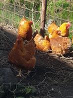 Broedeieren, Dieren en Toebehoren, Pluimvee, Geslacht onbekend, Kip