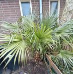 Grote palmboom 2m Chamaerops Humilis – winterhard – exotisc, Ophalen, Gehele jaar, Volle zon