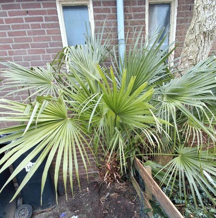 Grote palmboom 2m Chamaerops Humilis – winterhard – exotisc, Tuin en Terras, Bloembollen en Zaden, Gehele jaar, Volle zon, Ophalen