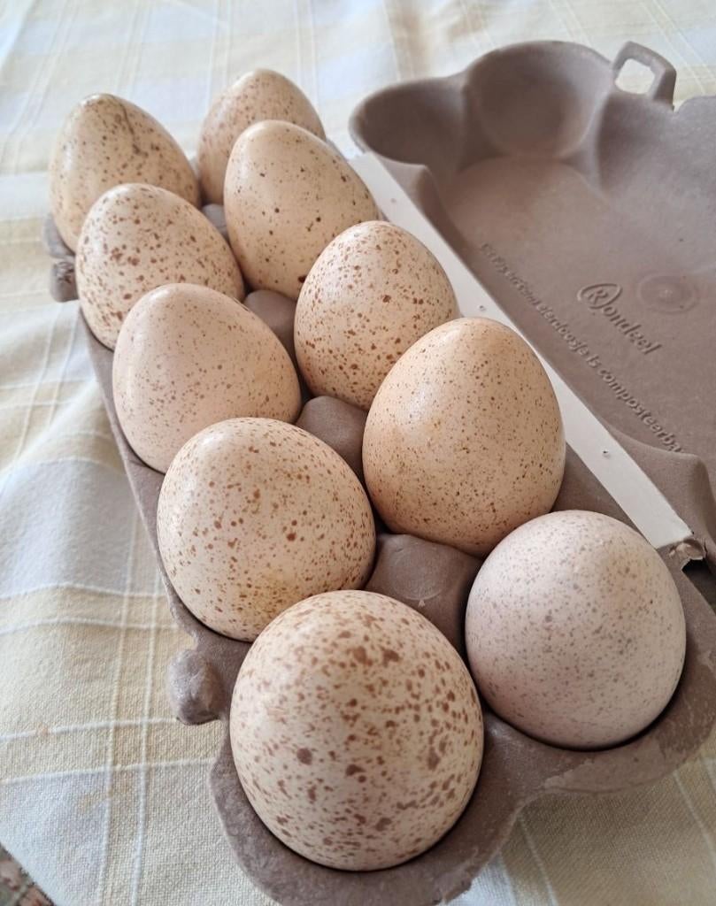 Kalkoen eieren 30 stuks - bevrucht - uitsluitend afhalen, Geslacht onbekend, Kalkoen