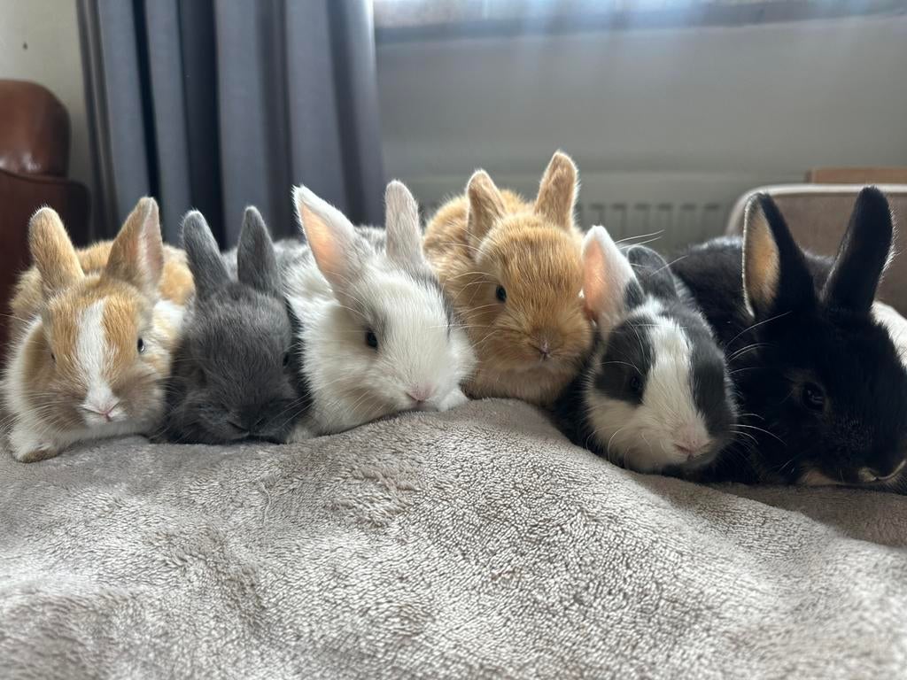 Super lieve baby minilop/dwerg konijntjes, Dieren en Toebehoren, Konijnen, Mannelijk, Dwerg, 0 tot 2 jaar