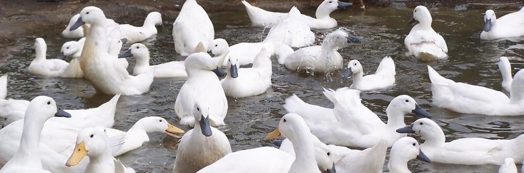 Legeenden eenden, Dieren en Toebehoren, Vogels | Overige Vogels, Vrouwelijk