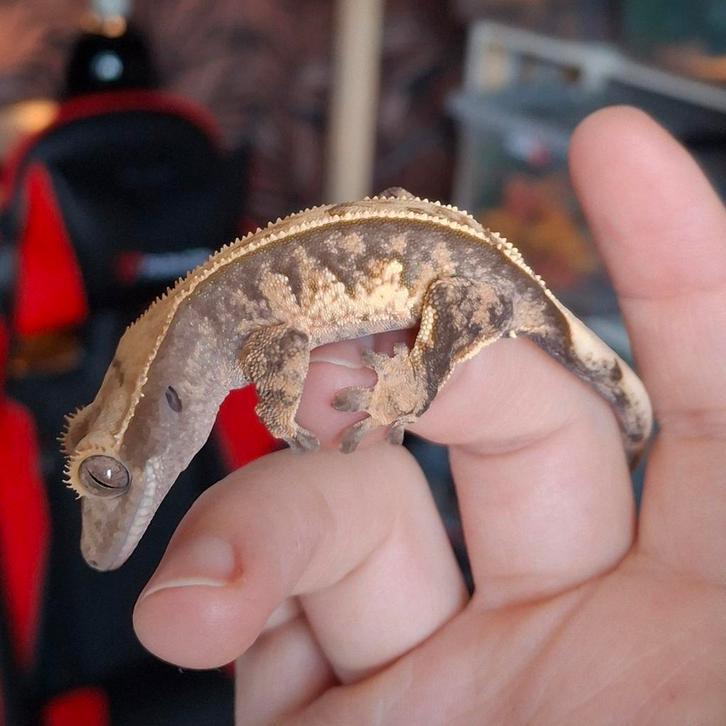 Tijdelijk korting! Tri-color wimpergekko/crested gecko man Crested Gecko - male for sale from Lotus' Creatures