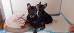 Prachtige Franse Bulldog pups met stamboom, België, Particulier, 8 tot 15 weken, Parvo