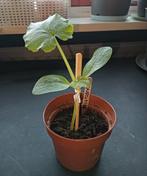 Courgette planten., Ophalen, Eenjarig, Groenteplanten, Volle zon