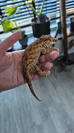 Gargoyle gekko man. 3 jaar oud., Overige soorten, Tam, 3 tot 6 jaar