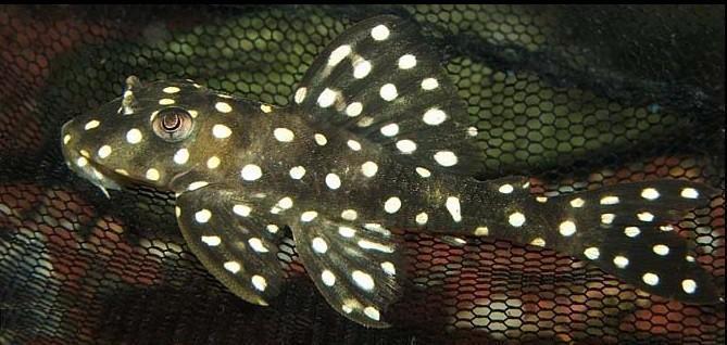 Eigen import uit Colombia, L nummers, algeneters, Dieren en Toebehoren, Vissen | Aquariumvissen, Vis, Zoetwatervis