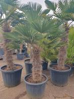 Palmboom Trachycarpus Wagnerianus 80cm stam, Tuin en Terras, Planten | Tuinplanten, Ophalen