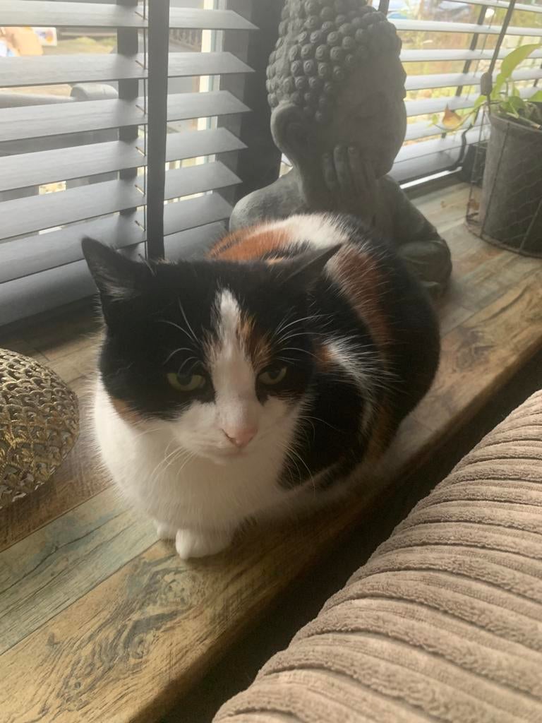 Loekie de lapjeskat, Dieren en Toebehoren, Katten en Kittens | Overige Katten, Poes