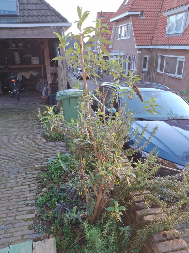Vlinderstruik gratis ter illustratie lees omschrijving, Tuin en Terras, Planten | Bomen, Overige soorten, 100 tot 250 cm, Zomer