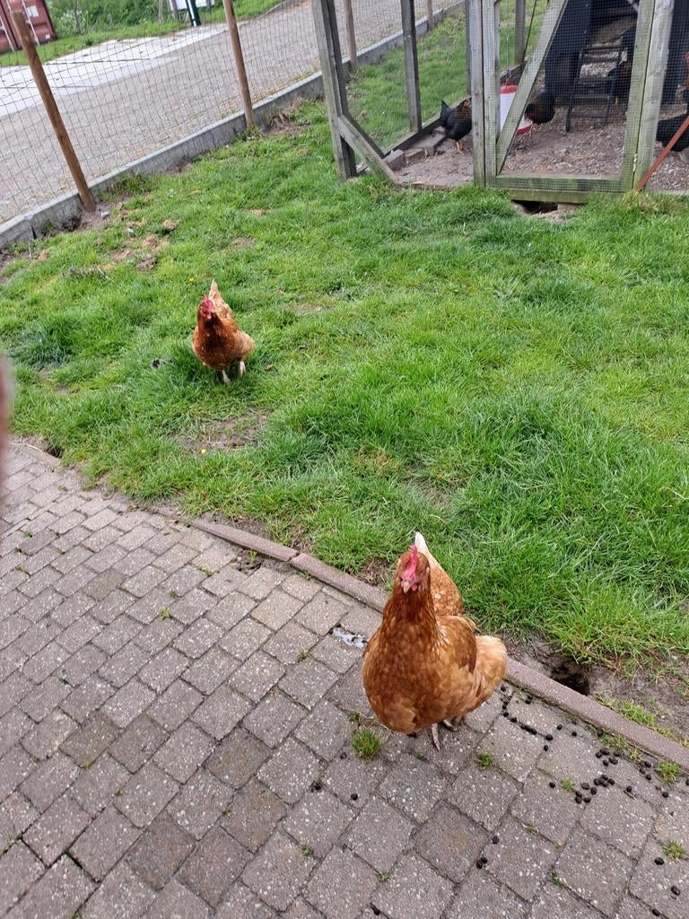 2 kippen zoeken goed huisje, Vrouwelijk, Kip