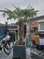 Palmboom Trachycarpus Fortunei, Tuin en Terras, 250 tot 400 cm, Zomer, Palmboom, Ophalen