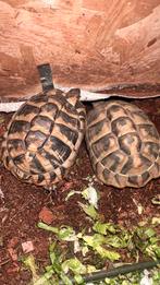 Landschildpadden vrouwtjes 6 jaar, Dieren en Toebehoren, Reptielen en Amfibieën, Schildpad, 3 tot 6 jaar