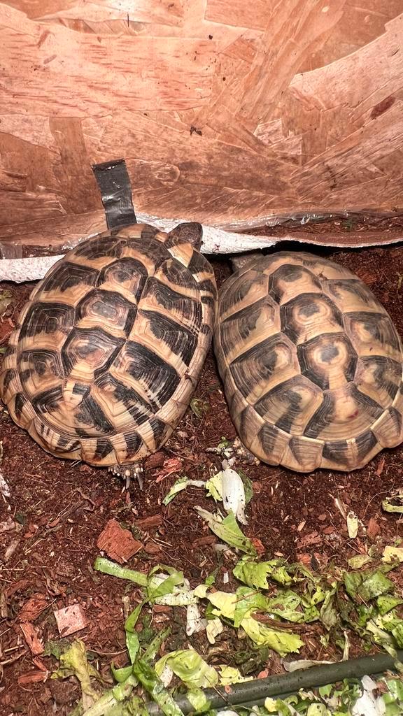 Landschildpadden vrouwtjes 6 jaar Tortoise - female for sale from sulas&nijenhuis