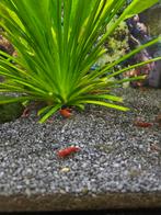 Mix garnalen te koop, Dieren en Toebehoren