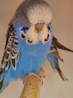 ENGELSE GRASPARKIETEN, Dieren en Toebehoren, Vogels | Parkieten en Papegaaien, Mannelijk, Parkiet, Tam