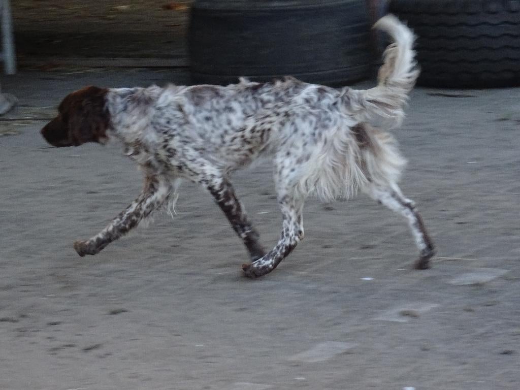 heidewachtel jachthond teef  kleine munsterlander jacht hond, Duitse Staande hond, 1 tot 2 jaar, Teef, Parvo