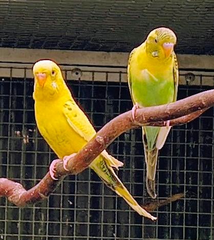 Grasparkieten, Dieren en Toebehoren, Meerdere dieren, Parkiet