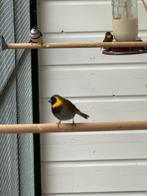 Cuba vink man, Mannelijk