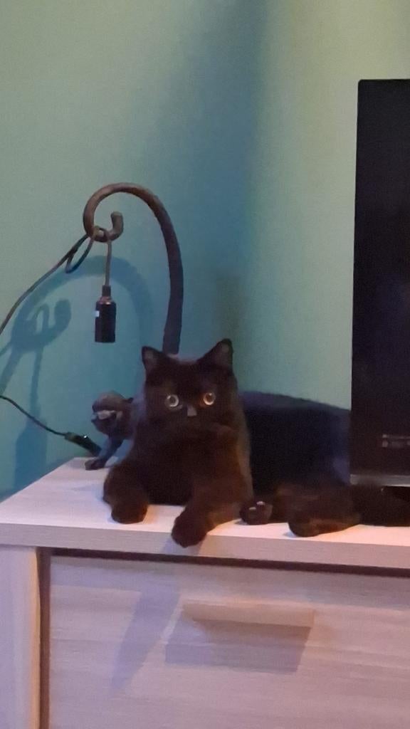 Britskorthaar kater (gecastreerd) te koop, Dieren en Toebehoren, Kater, Gechipt, 0 tot 2 jaar