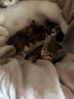 kittens, Meerdere dieren