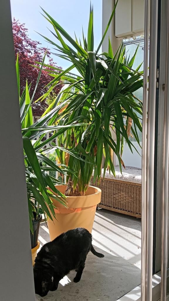 Grote Yucca plant van bijna 1.80m, Huis en Inrichting, Kamerplanten, Ophalen, In pot, Yucca, 150 tot 200 cm