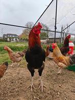 KEURLEG Hanen te Koop, Mannelijk, Kip