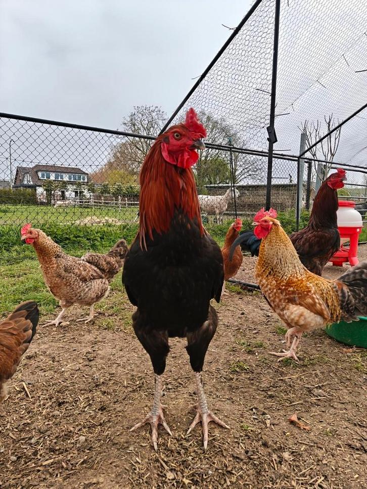 KEURLEG Hanen te Koop, Dieren en Toebehoren, Pluimvee, Kip, Mannelijk
