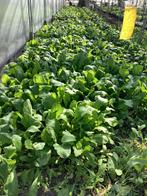 Surinaamse Amsoi 3,00 euro per kilo, Ophalen of Verzenden, Eenjarig, Overige soorten, Volle zon