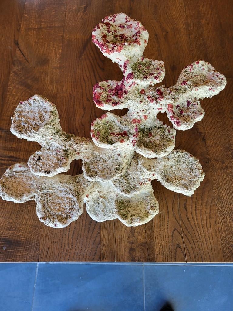 Koraal Steen aquarium, Dieren en Toebehoren, Ophalen, Plant(en), Steen of Hout