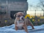 American Bully, België, Fokker | Hobbymatig, Overige rassen, 8 tot 15 weken