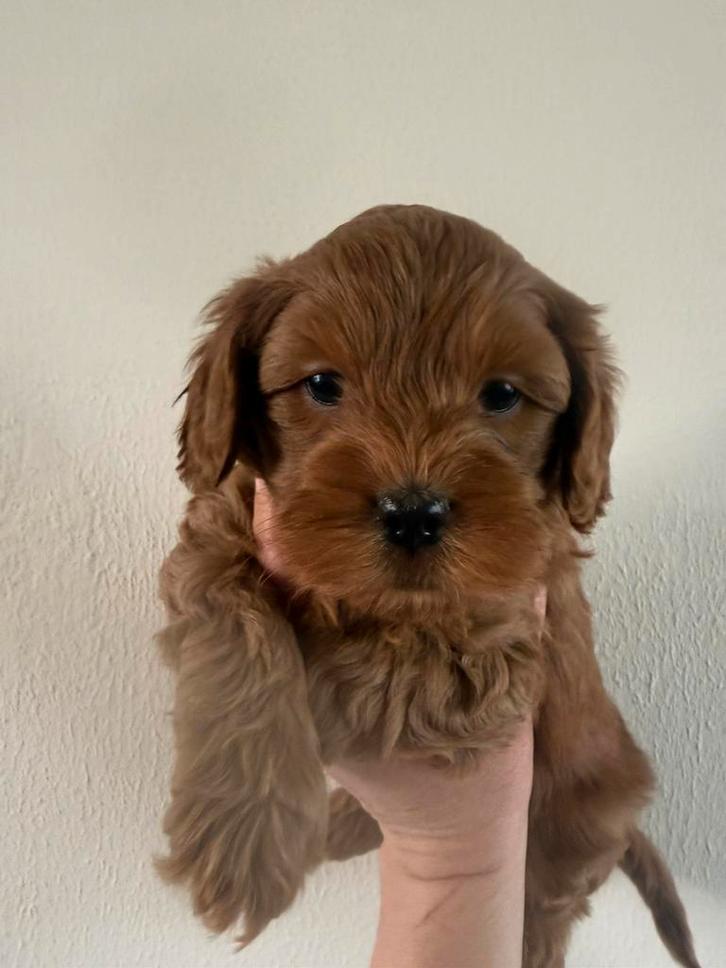 Mini Australian doodle x dwergpoedel, Dieren en Toebehoren, Honden | Chihuahua's en Gezelschapshonden, Reu, Overige rassen, Fokker | Hobbymatig