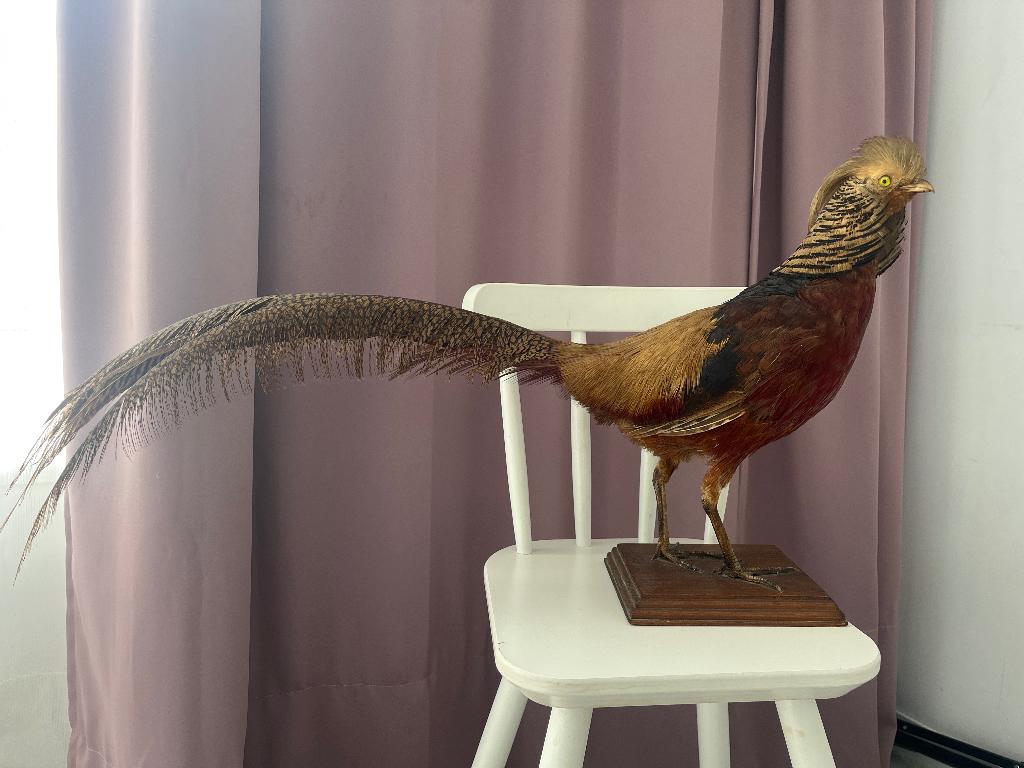 Opgezette fazant, Ophalen of Verzenden, Gebruikt, Vogel, Opgezet dier
