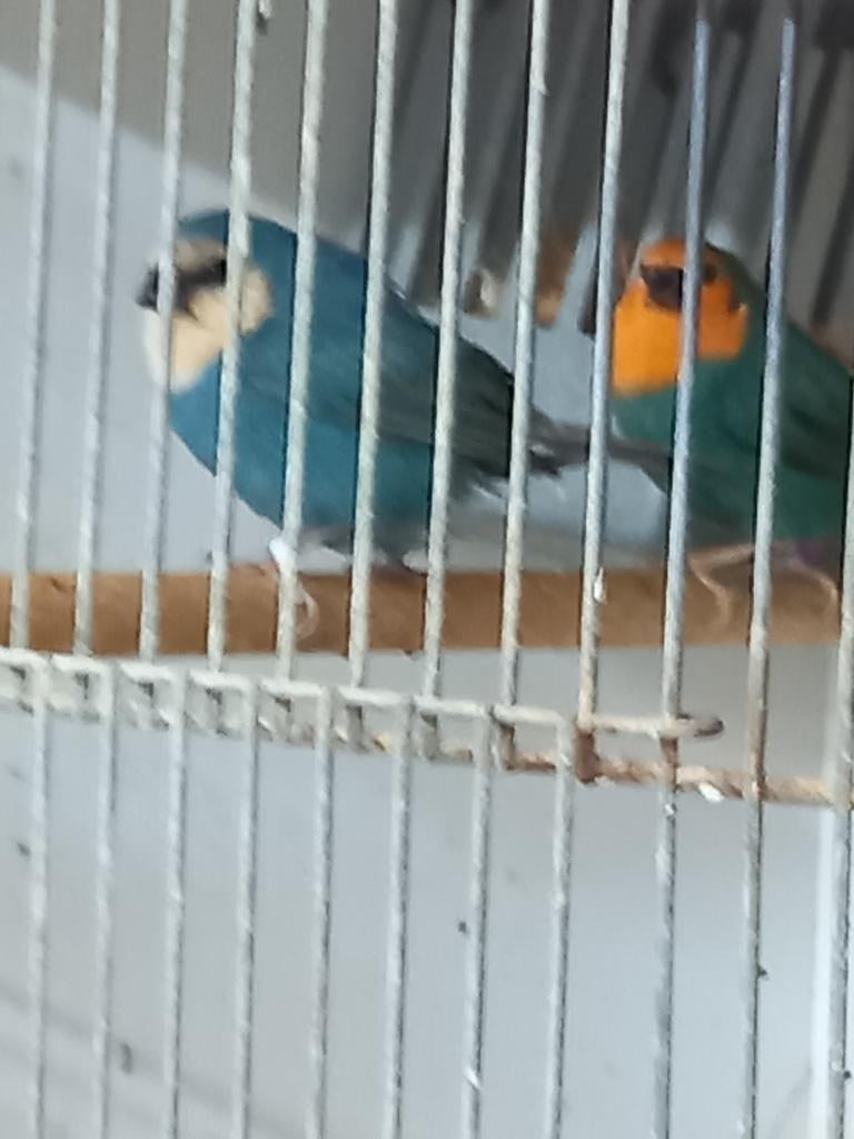 Gezocht Zeegroene Rodkop papagaai amadines blauw, Dieren en Toebehoren, Meerdere dieren, Tropenvogel, Geringd