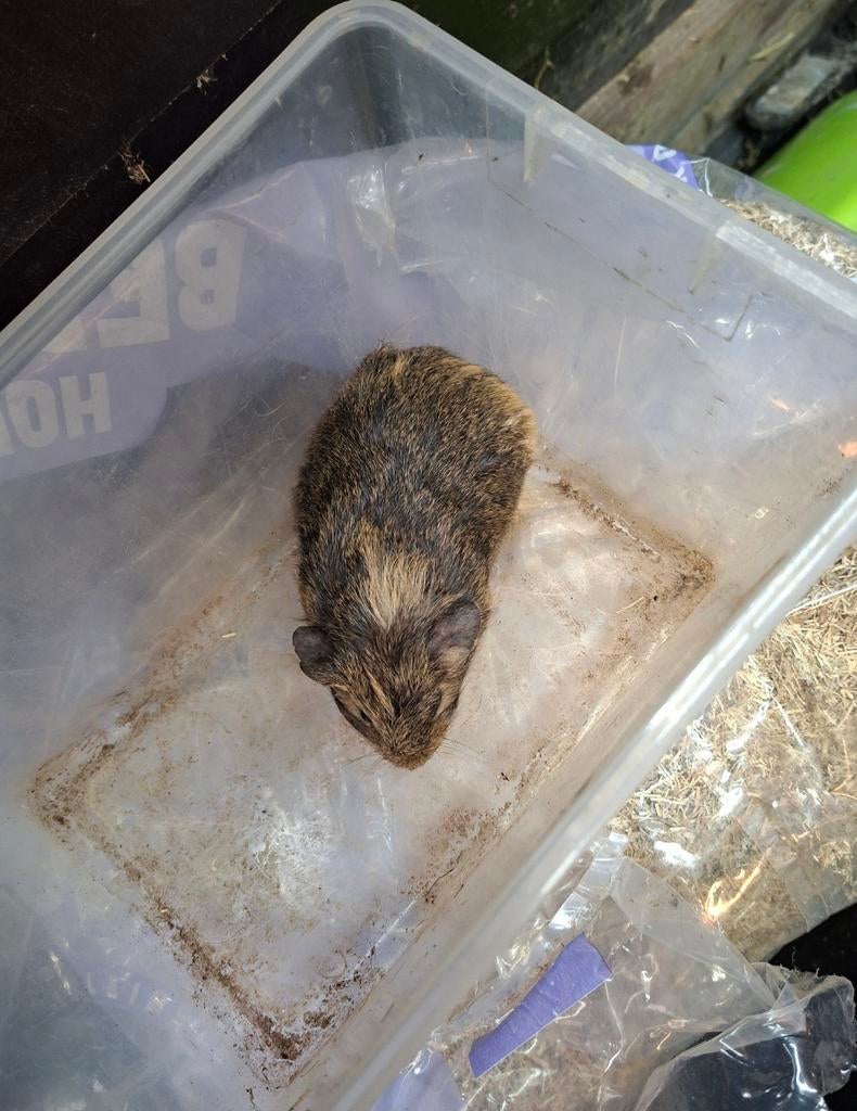 Vrouwtjes cavia's, Dieren en Toebehoren, Maart, Vrouwelijk