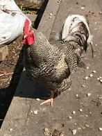 Pluimvee, Dieren en Toebehoren, Pluimvee, Mannelijk, Kip