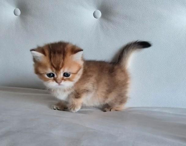 Lieve kittens korthaar, Dieren en Toebehoren, Katten en Kittens | Raskatten | Korthaar, Meerdere dieren, 0 tot 2 jaar, Met stamboom